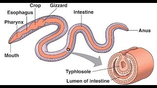 Part 2  Digestive System of Earthworm  Detailed Study of Earthworm [upl. by Kary]