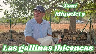 Las gallinas de raza autóctona Ibicenca de Toni Miquelet [upl. by Clute]