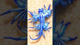 Glaucus Atlanticus facts 😱factsinhindi facts scifi xyzfacts truthonefacts [upl. by Adivad190]