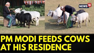 Prime Minister Narendra Modi Feeds Cows At His Residence On Makar Sankranti  PM Modi News  News18 [upl. by Sue]