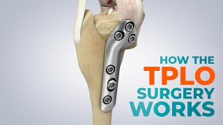 CCL Tears and How a TPLO Surgery Works [upl. by Aramanta]