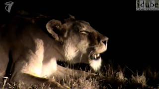 Lioness Roaring At Night HD [upl. by Stephenie]