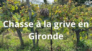 Chasse à la grive en Gironde [upl. by Anniken]