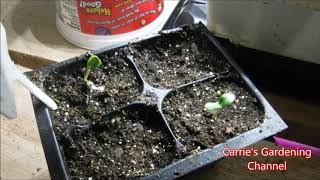 how to grow money plant from seed how to germiante money plant seeds [upl. by Erlina571]