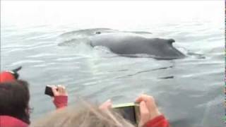 Les baleines à Tadoussac 2wmv [upl. by Jackelyn]