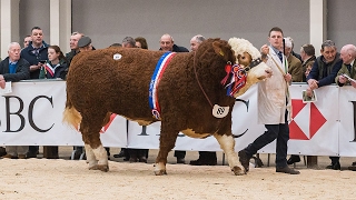 Simmental Judging at Stirling Bull Sales February 19th 2017 [upl. by Atteyram]