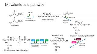 Mevalonic pathway [upl. by Jobye]