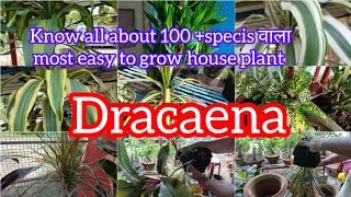 Unlock the Secrets to Thriving Dracaena Plants  Avoid These Common Mistakes for Healthy Growth [upl. by Ecahc751]