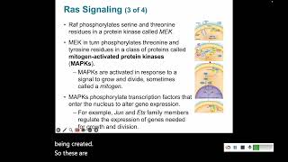 Signal Transduction 4 Enzyme Coupled Receptors [upl. by Flynn]