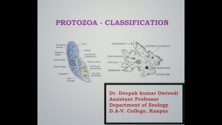 Protozoa  Classification  Honigberg Levine Corliss [upl. by Hsara363]