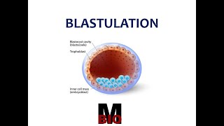 BLASTULA  BLASTULATION  TYPES [upl. by Anneehs]