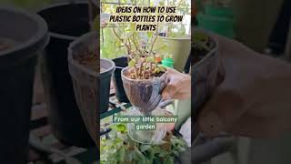 Ideas on how to use plastic bottles to grow plants nimschocofantasy [upl. by Adirem301]