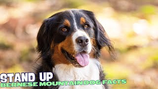 10 Fascinating Facts About Bernese Mountain Dogs 🏔️ [upl. by Swinton]