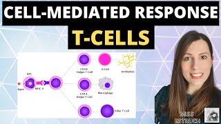 CELLMEDIATED response  Alevel biology immunity cellular response of T cells T Lymphocytes [upl. by Rector]