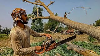 Testing Chinese 100 COPY Stihl Chainsaw  Logging in Extreme Weather  Zar Auto [upl. by Iglesias]