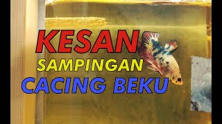 KESAN SAMPINGAN CACING BEKU KEPADA IKAN LAGA [upl. by Michella]