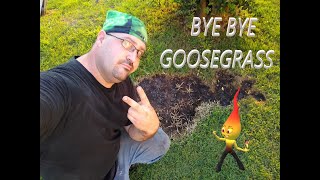 The one The Only Goosegrass And How Im Eliminating it [upl. by Anitsuga710]