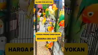 HARGA TERMURAH LOVEBIRD OMBYOKAN Hargalovebirdterbaru Lovebirdombyokan Bandarlovebird [upl. by Lamphere]