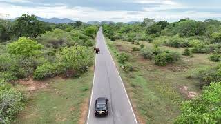 buttala to kataragama road wild elephants 5 [upl. by Aneelas]