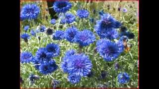 ERIC BOGLE  CORNFLOWER BLUE [upl. by Pulsifer561]