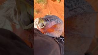 Frill neck lizard in Australia lizard wildlife australia [upl. by Teryn]