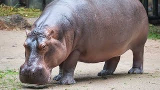 Hippo evolution [upl. by Esened]