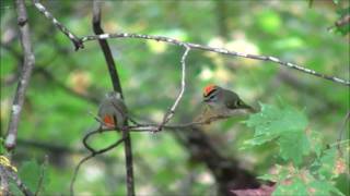 Pair of Golden Crowned Kinglets [upl. by Haggai971]