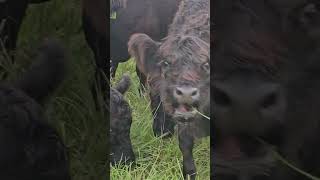 Belted Galloway trying a crab apple [upl. by Yelnet493]