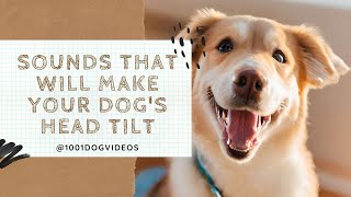 Sounds that will make your dogs head tilt [upl. by Corilla894]