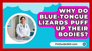 Why Do BlueTongue Lizards Puff Up Their Bodies  PetGuide360com [upl. by Mikal]