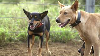 Brave little Australian Working Kelpie loves her job  Australian Working Kelpies In Action [upl. by Olette]