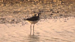 Greenshank Calling [upl. by Yoshi520]