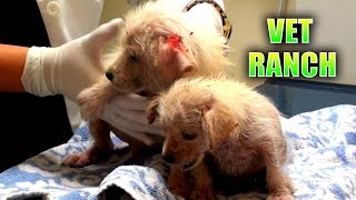 Emergency Rescue for Neglected Puppies [upl. by Aitnic]