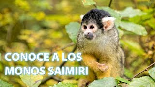 Cómo viven los monos saimiri  Vídeos de animales para niños [upl. by Toor]