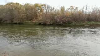 Maritsa River close to RDNO Tsalapitsa [upl. by Anazus]