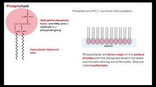 Lipids OCR A ALevel Biology Revision Module 2 Biological Molecules [upl. by Melly373]