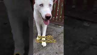 quotMeet the Stunning Snow White Husky with Piercing Blue Eyesquot [upl. by Aed]