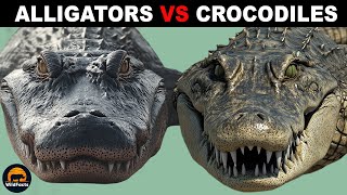 What Is the Difference Between Alligators and Crocodiles [upl. by Radcliffe]