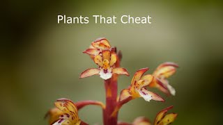 Plants That Cheat [upl. by Neidhardt]