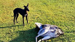 GALGOS vs AVESTRUZ 2023🐕  Galgos corriendo avestruz stud la milonga [upl. by Ennovi536]