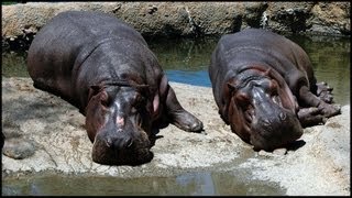 Hippo Pics Hippopotamus amphibius [upl. by Blackwell415]