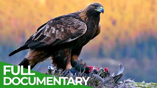 The Golden Eagle  Master of the Sky  Free Documentary Nature [upl. by Adnerak]