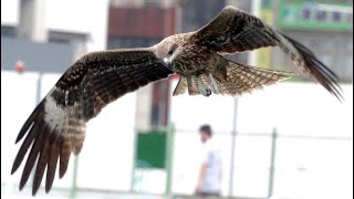 20240504  基隆海洋廣場  黑鳶Milvus migrans 巡遊迴盪 [upl. by Zahc430]