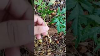 Neem Ka Plants Lack of Treatment  planting zology [upl. by Souvaine]