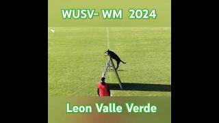 Außergewöhnlich WUSV WM 2024  Leon Valle Verde [upl. by Treble399]