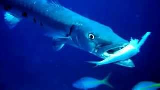 Barracuda Facts 10 facts about Barracudas [upl. by Nazay]