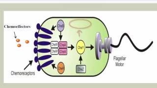 Chemotaxis Phototaxis and Aerotaxis [upl. by Garceau]