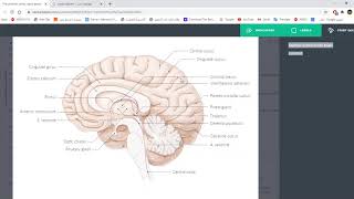 7 The cerebrum and lateral surface [upl. by Terri844]