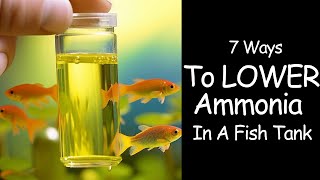 Ammonia In Fish Tanks  How To Lower Permanently 🙌 [upl. by Eckhardt779]