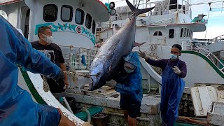 Strongman fisherman carries 300 kilograms of bluefin tuna on one shoulder [upl. by Maier]